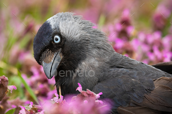 Portrait of western jackdaw having a gape in flowers in summer