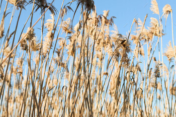 Dry reed exterior in light pastel colors. Beige reed grass, pampas grass.