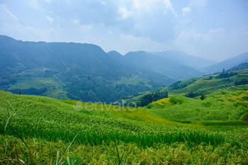 Beautiful terrace rice self-discipline in China