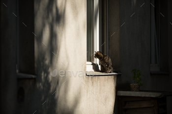 Cat sits on exterior window sill