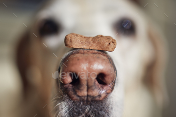 Dog balancing treat on his snout