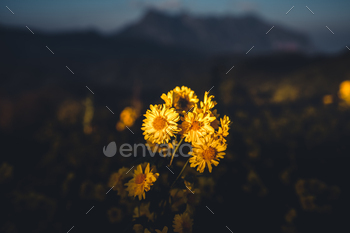 Mountain demand and yellow plant life within the night time