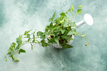 Department of hiking ivy houseplant in pot on green background, high peek.