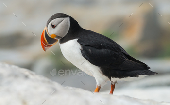 Atlantic Puffin Portrait in Maine