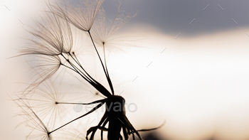 dandelion at sundown . Freedom to Wish. Dandelion silhouette fluffy flower on sundown sky