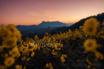 yellow flowers on the mountain in the morning,lower fields on the mountain