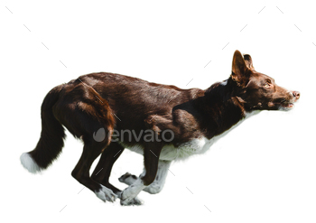 Canines breed border collie on a white background isolate