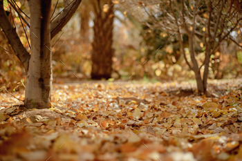 autumn within the woodland