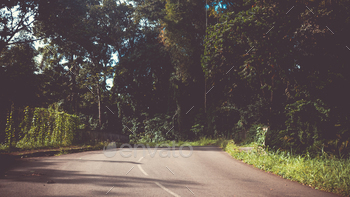 Neutral street within the Caribbean jungle (Martinique)