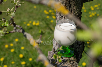 A pitcher of milk in the branches of a tree on the background of a flowering meadow in dandelions.