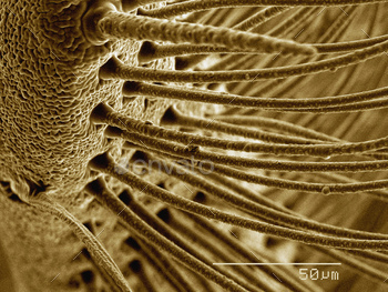 Coloured SEM of antenna of silk moth (Saturnidae)