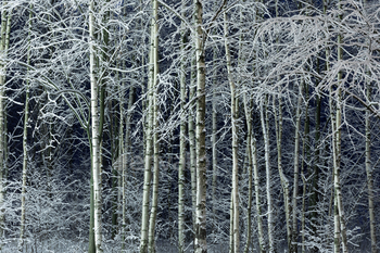 Woodland with snow-lined tree branches. Heavenly frigid January evening, birch grove background