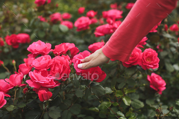 Glorious girl within the Park. Pretty roses. Fountain