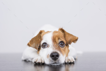 cute jack russell canine lying on the white wood floor, resting. Pets indoors