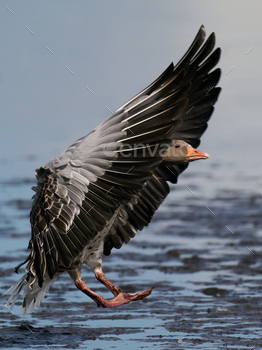 Greylag goose (Anser anser)