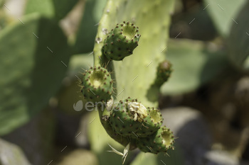 Cactus pear at Santa Maria di Cerrate, abbey in Apulia