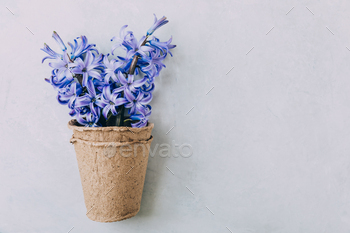 Blue hyacinth flower on grey stone background.