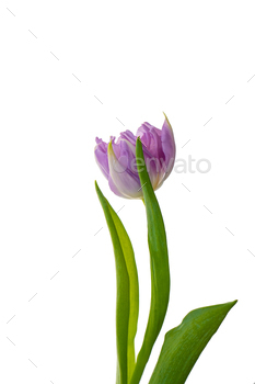 Stunning tulip flower on a white background