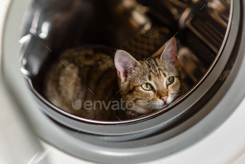 The cat is sitting in a drum within the washing machine