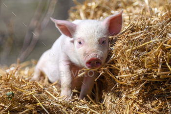 Piglet on hay and straw at pig breeding farm