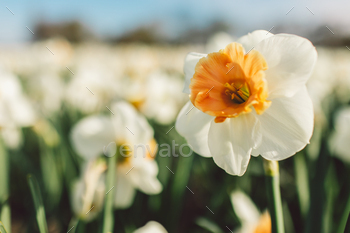 Daffodils – spring 2022