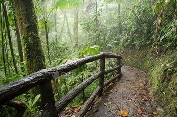 Costa Rica jungle.