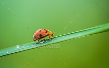 Lady bug on inexperienced leaves