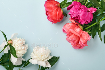 Shimmering purple, purple and white peony flowers bouquet over blue background, top thought, copy space, flat