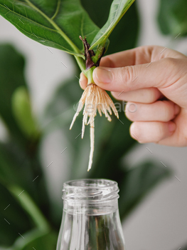 Rooted cutting of fiddle leaf fig or ficus lyrata