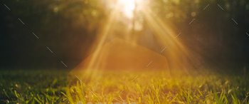 Inexperienced grass background in sunset light.