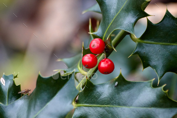 Unusual Holly Department