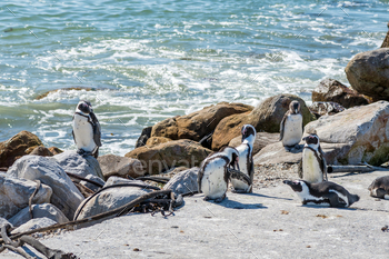 African Penguins at Stony Level Nature Reserve