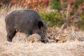 Wild boar with piglets feeding on dru self-discipline in autumn