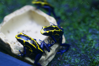 Frog Intellectual Yellow With Dim Spots. Latin Phyllobates Bicolor.