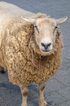 Vertical closeup of an resplendent Texel sheep taking a see on the camera