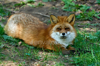 Red fox (Vulpes vulpes)