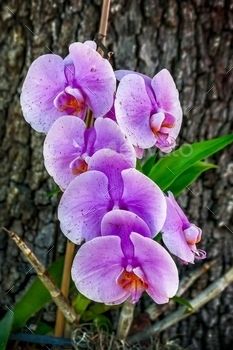 Vertical shot of a purple moth orchid gradual the tree