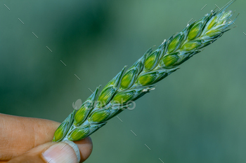 Inexperienced wheat in the hands of an agronomist