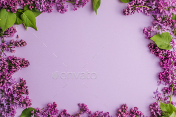 blossom Syringa vulgaris in Lilac flower rental for text message.High search for.