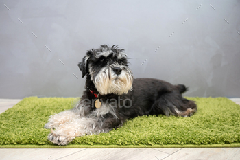 A dusky and silver schnauzer with a badge on its collar is lying on the carpet