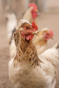 Domestic Chickens in barnyard . Breeding poultry on the farm