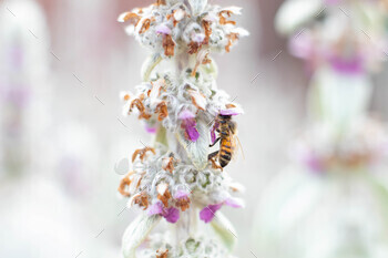 Bee on a flower