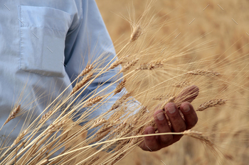 Agricultural scene. Hand in a self-discipline. Touching the harvest.