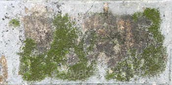 background texture: the flooring of historic concrete slab lined with moss or algae