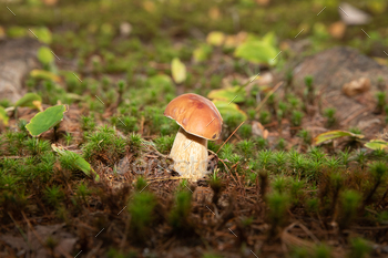 mushroom in woodland