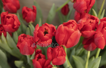 Red tulips flowers in the backyard