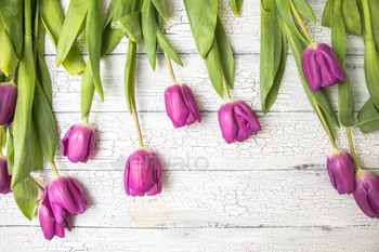 tulips on wood background.  Valentines day, moms day, birthday, marriage ceremony celebration belief.