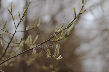 Spring background catkins on tree branches. Selective focal point.