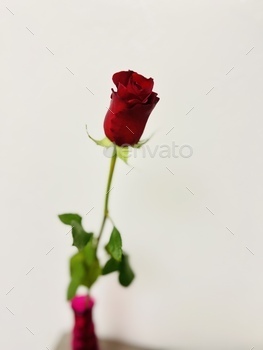 A single crimson rose.