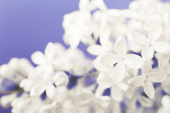 white lilac flower branch on a purple background with copy home to your text